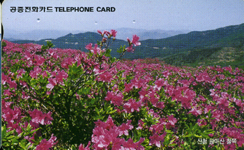 R251-O9802202-3-��ûȲ�Ż�ö��(�λ�)-(�����/VF/��ǰ)